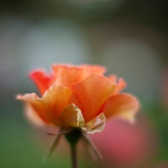 Peach Rose Beauty To order a print please email me at  Mike Reid Photography : rose, roses, flower, flowers, floral, zeiss, floral photography, flower photography, floral poetry, thin depth of field, canon 85mm f/1.2, zeiss 50mm f/1.4, reid, mike reid photography, petals, rosebuds