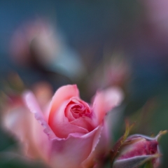 Pink roses Dreams To order a print please email me at  Mike Reid Photography : rose, roses, flower, flowers, floral, zeiss, floral photography, flower photography, floral poetry, thin depth of field, canon 85mm f/1.2, zeiss 50mm f/1.4, reid, mike reid photography, petals, rosebuds