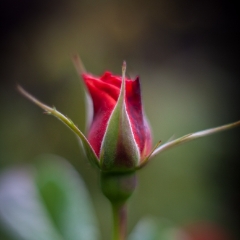 Red Rose Details To order a print please email me at  Mike Reid Photography : rose, roses, flower, flowers, floral, zeiss, floral photography, flower photography, floral poetry, thin depth of field, canon 85mm f/1.2, zeiss 50mm f/1.4, reid, mike reid photography, petals, rosebuds