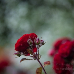Red Roses Mist To order a print please email me at  Mike Reid Photography : rose, roses, flower, flowers, floral, zeiss, floral photography, flower photography, floral poetry, thin depth of field, canon 85mm f/1.2, zeiss 50mm f/1.4, reid, mike reid photography, petals, rosebuds