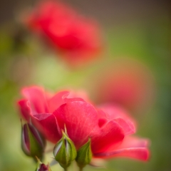 Rose Blossoms Surrounding To order a print please email me at  Mike Reid Photography : rose, roses, flower, flowers, floral, zeiss, floral photography, flower photography, floral poetry, thin depth of field, canon 85mm f/1.2, zeiss 50mm f/1.4, reid, mike reid photography, petals, rosebuds