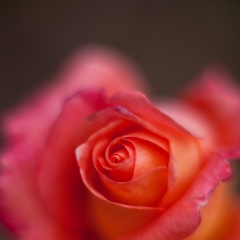 Rose Depth To order a print please email me at  Mike Reid Photography : rose, roses, flower, flowers, floral, zeiss, floral photography, flower photography, floral poetry, thin depth of field, canon 85mm f/1.2, zeiss 50mm f/1.4, reid, mike reid photography, petals, rosebuds