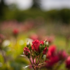 Rose Garden To order a print please email me at  Mike Reid Photography : rose, roses, flower, flowers, floral, zeiss, floral photography, flower photography, floral poetry, thin depth of field, canon 85mm f/1.2, zeiss 50mm f/1.4, reid, mike reid photography, petals, rosebuds