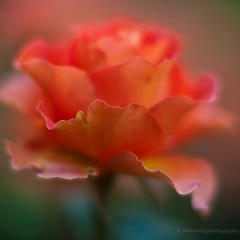Rose Layers To order a print please email me at  Mike Reid Photography : rose, roses, flower, flowers, floral, zeiss, floral photography, flower photography, floral poetry, thin depth of field, canon 85mm f/1.2, zeiss 50mm f/1.4, reid, mike reid photography, petals, rosebuds