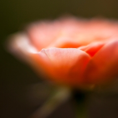Rose Petal Edges To order a print please email me at  Mike Reid Photography : rose, roses, flower, flowers, floral, zeiss, floral photography, flower photography, floral poetry, thin depth of field, canon 85mm f/1.2, zeiss 50mm f/1.4, reid, mike reid photography, petals, rosebuds