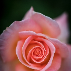 Rose Photography Peach Pink Closeup