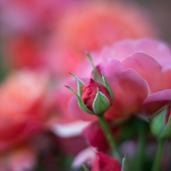 Rose Photography Beautiful Garden Closeup