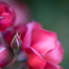 Rose Photography Cinco De Mayo Closeup