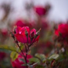 Rose Photograpy Dark Red Roses in Edmonds