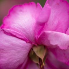 Rose Photograpy Pink Petals