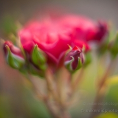 Rosebud Flourish To order a print please email me at  Mike Reid Photography : rose, roses, flower, flowers, floral, zeiss, floral photography, flower photography, floral poetry, thin depth of field, canon 85mm f/1.2, zeiss 50mm f/1.4, reid, mike reid photography, petals, rosebuds