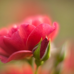 Rosebud on Point To order a print please email me at  Mike Reid Photography : rose, roses, flower, flowers, floral, zeiss, floral photography, flower photography, floral poetry, thin depth of field, canon 85mm f/1.2, zeiss 50mm f/1.4, reid, mike reid photography, petals, rosebuds