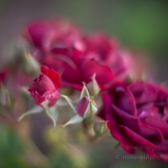 Scarlet Roses To order a print please email me at  Mike Reid Photography : rose, roses, flower, flowers, floral, zeiss, floral photography, flower photography, floral poetry, thin depth of field, canon 85mm f/1.2, zeiss 50mm f/1.4, reid, mike reid photography, petals, rosebuds