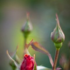 Single Red Rose Blossom To order a print please email me at  Mike Reid Photography : rose, roses, flower, flowers, floral, zeiss, floral photography, flower photography, floral poetry, thin depth of field, canon 85mm f/1.2, zeiss 50mm f/1.4, reid, mike reid photography, petals, rosebuds