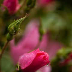 Soft Delicate Blooms in the Garden To order a print please email me at  Mike Reid Photography : rose, roses, flower, flowers, floral, zeiss, floral photography, flower photography, floral poetry, thin depth of field, canon 85mm f/1.2, zeiss 50mm f/1.4, reid, mike reid photography, petals, rosebuds