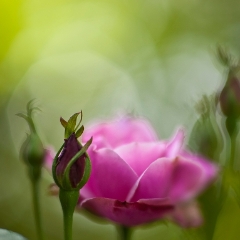 Soft Pink Rose To order a print please email me at  Mike Reid Photography : rose, roses, flower, flowers, floral, zeiss, floral photography, flower photography, floral poetry, thin depth of field, canon 85mm f/1.2, zeiss 50mm f/1.4, reid, mike reid photography, petals, rosebuds