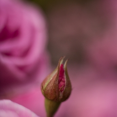 Soft Pink Rosebud To order a print please email me at  Mike Reid Photography : rose, roses, flower, flowers, floral, zeiss, floral photography, flower photography, floral poetry, thin depth of field, canon 85mm f/1.2, zeiss 50mm f/1.4, reid, mike reid photography, petals, rosebuds