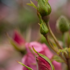 The Rose Point To order a print please email me at  Mike Reid Photography : rose, roses, flower, flowers, floral, zeiss, floral photography, flower photography, floral poetry, thin depth of field, canon 85mm f/1.2, zeiss 50mm f/1.4, reid, mike reid photography, petals, rosebuds