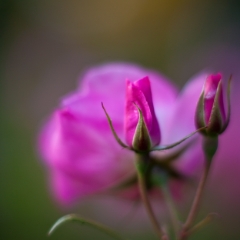 Vibrant Pink Roses To order a print please email me at  Mike Reid Photography : rose, roses, flower, flowers, floral, zeiss, floral photography, flower photography, floral poetry, thin depth of field, canon 85mm f/1.2, zeiss 50mm f/1.4, reid, mike reid photography, petals, rosebuds