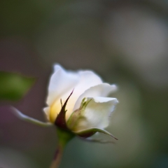 White Rose Alone To order a print please email me at  Mike Reid Photography : rose, roses, flower, flowers, floral, zeiss, floral photography, flower photography, floral poetry, thin depth of field, canon 85mm f/1.2, zeiss 50mm f/1.4, reid, mike reid photography, petals, rosebuds