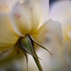 White Rose Glory To order a print please email me at  Mike Reid Photography : rose, roses, flower, flowers, floral, zeiss, floral photography, flower photography, floral poetry, thin depth of field, canon 85mm f/1.2, zeiss 50mm f/1.4, reid, mike reid photography, petals, rosebuds