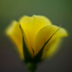 Yellow Edges To order a print please email me at  Mike Reid Photography : rose, roses, flower, flowers, floral, zeiss, floral photography, flower photography, floral poetry, thin depth of field, canon 85mm f/1.2, zeiss 50mm f/1.4, reid, mike reid photography, petals, rosebuds