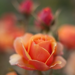 Yellow Orange Roses To order a print please email me at  Mike Reid Photography : rose, roses, flower, flowers, floral, zeiss, floral photography, flower photography, floral poetry, thin depth of field, canon 85mm f/1.2, zeiss 50mm f/1.4, reid, mike reid photography, petals, rosebuds