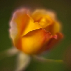 Yellow Rose Petals To order a print please email me at  Mike Reid Photography : rose, roses, flower, flowers, floral, zeiss, floral photography, flower photography, floral poetry, thin depth of field, canon 85mm f/1.2, zeiss 50mm f/1.4, reid, mike reid photography, petals, rosebuds