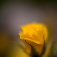Yellow Rose Softness To order a print please email me at  Mike Reid Photography : rose, roses, flower, flowers, floral, zeiss, floral photography, flower photography, floral poetry, thin depth of field, canon 85mm f/1.2, zeiss 50mm f/1.4, reid, mike reid photography, petals, rosebuds
