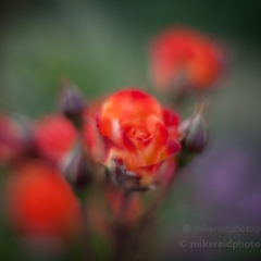 abstract Red Roses To order a print please email me at  Mike Reid Photography : rose, roses, flower, flowers, floral, zeiss, floral photography, flower photography, floral poetry, thin depth of field, canon 85mm f/1.2, zeiss 50mm f/1.4, reid, mike reid photography, petals, rosebuds
