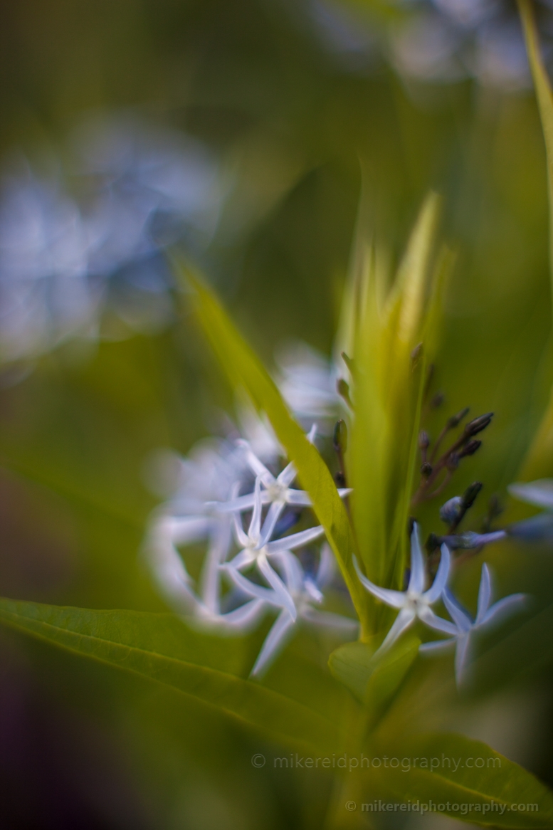 Star Flower Cluster.jpg 