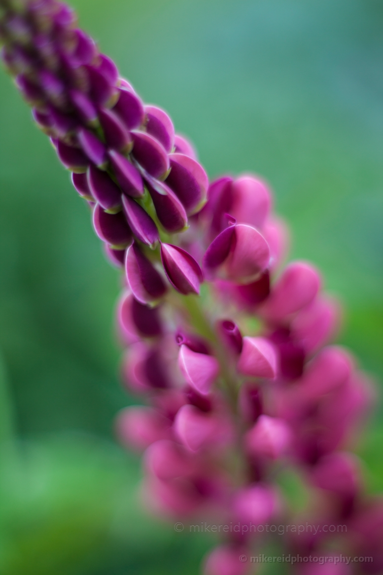 Tower of Flowers.jpg 