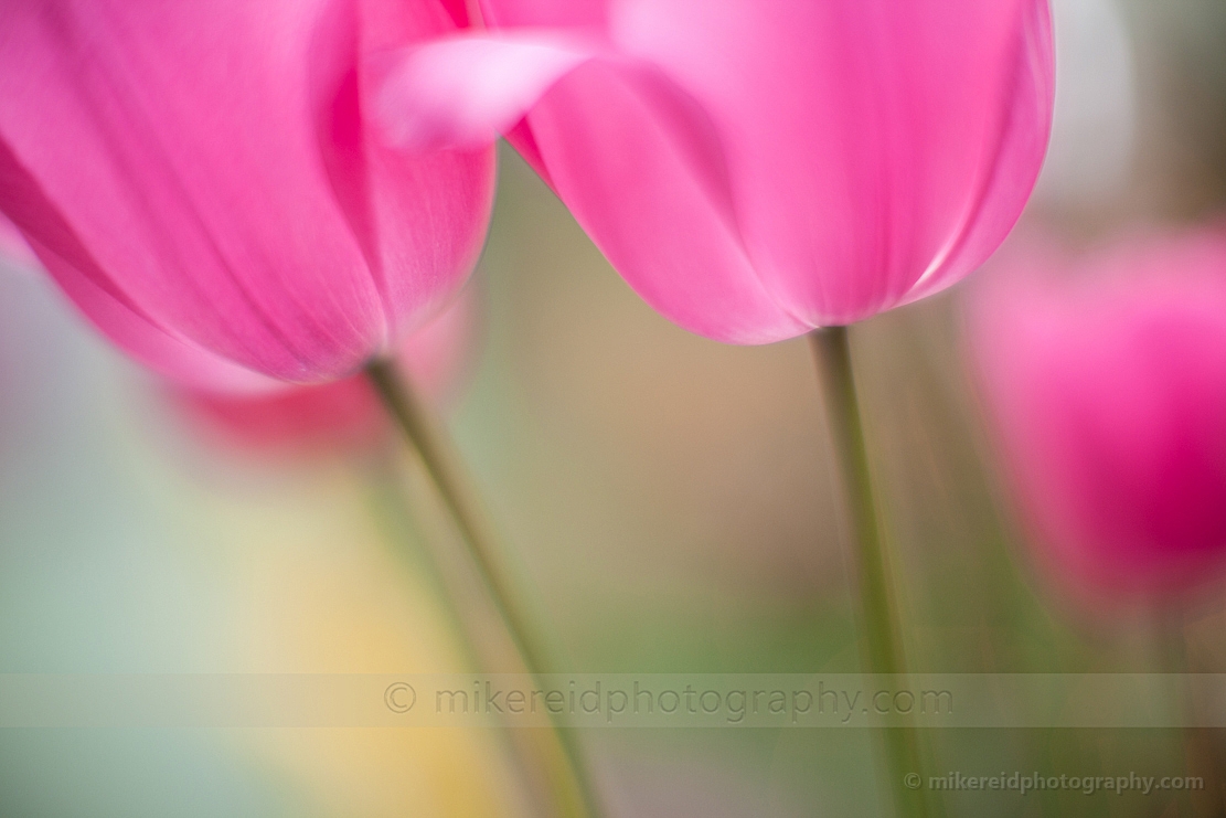 Soft Pink tulips 