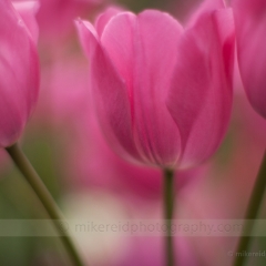 Beautiful Stems To order a print please email me at  Mike Reid Photography : tulip, tulips, flower, , floral, tulip festival, floral photography, flower photos, washington state, skagit tulip festival, thin depth of field, botanical, petals, zeiss