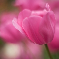 Beautiful Tulip Blur To order a print please email me at  Mike Reid Photography : tulip, tulips, flower, , floral, tulip festival, floral photography, flower photos, washington state, skagit tulip festival, thin depth of field, botanical, petals, zeiss