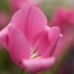 Beauty Within To order a print please email me at  Mike Reid Photography : tulip, tulips, flower, , floral, tulip festival, floral photography, flower photos, washington state, skagit tulip festival, thin depth of field, botanical, petals, zeiss