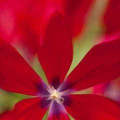 Bright Red Tulip Petals