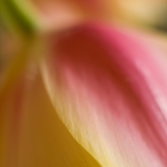 Downward Tulip