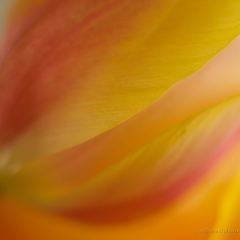 Edges of Yellow Tulip Petals