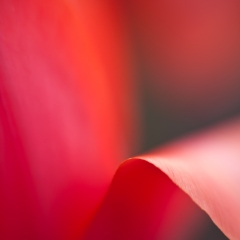 Folded Tulip Petal To order a print please email me at  Mike Reid Photography : tulip, tulips, flower, , floral, tulip festival, floral photography, flower photos, washington state, skagit tulip festival