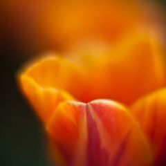 Glowing Orange Tulip
