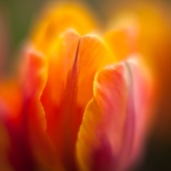 Glowing Yellow Orange Tulip