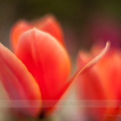 Graceful Tulip Petal Lines To order a print please email me at  Mike Reid Photography : tulip, tulips, flower, , floral, tulip festival, floral photography, flower photos, washington state, skagit tulip festival