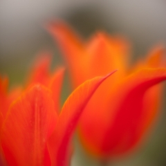 Orange Tulips To order a print please email me at  Mike Reid Photography : tulip, tulips, flower, , floral, tulip festival, floral photography, flower photos, washington state, skagit tulip festival