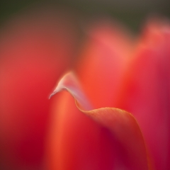 Point of a Tulip Petal