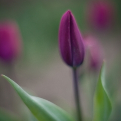 Purple Skagit Tulip Curves To order a print please email me at  Mike Reid Photography : tulip, tulips, flower, , floral, tulip festival, floral photography, flower photos, washington state, skagit tulip festival, thin depth of field, botanical, petals, zeiss
