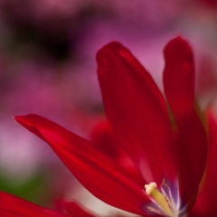 Red Tulip Details