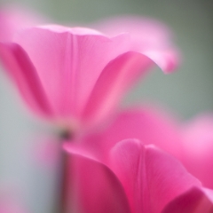 Rokkor 58mm f1.2 Pink Spring Grace To order a print please email me at  Mike Reid Photography : tulip, tulips, flower, , floral, tulip festival, floral photography, flower photos, washington state, skagit tulip festival, thin depth of field, botanical, petals, minolta rokkor 1.2, 1.2, 58mm