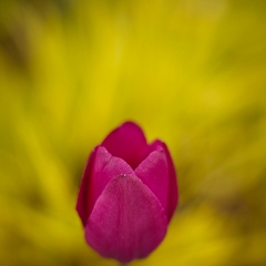Single Pink Tulip on Grass
