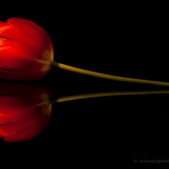 Single Reflected Red Tulip To order a print please email me at  Mike Reid Photography : tulip, tulips, flower, , floral, tulip festival, floral photography, flower photos, washington state, skagit tulip festival